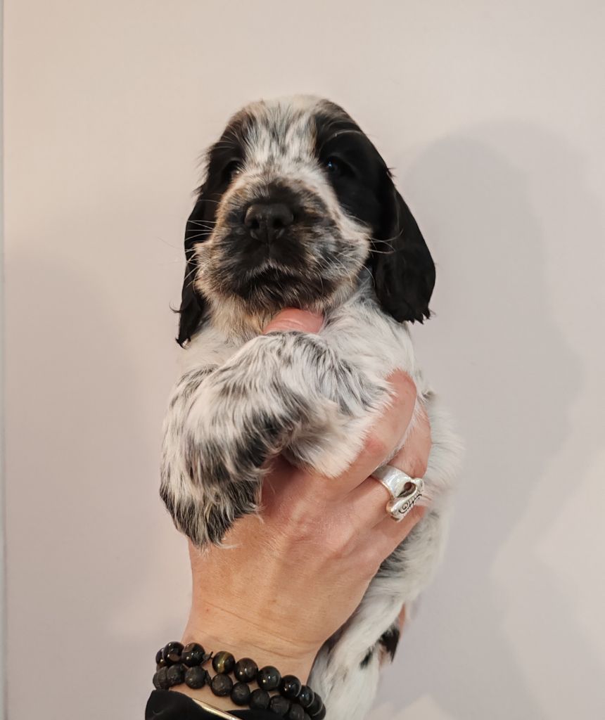 De La Lembaz - Chiot disponible  - Cocker Spaniel Anglais