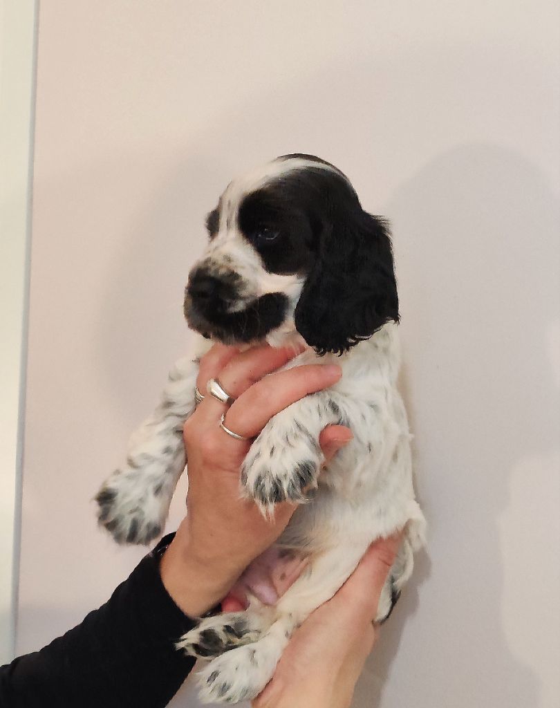 De La Lembaz - Chiot disponible  - Cocker Spaniel Anglais