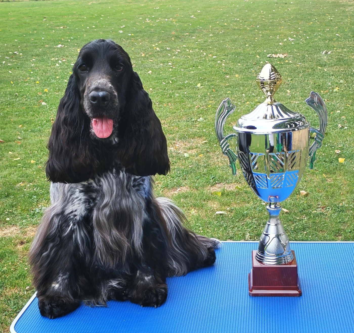 Best in Show jeune pour Iris