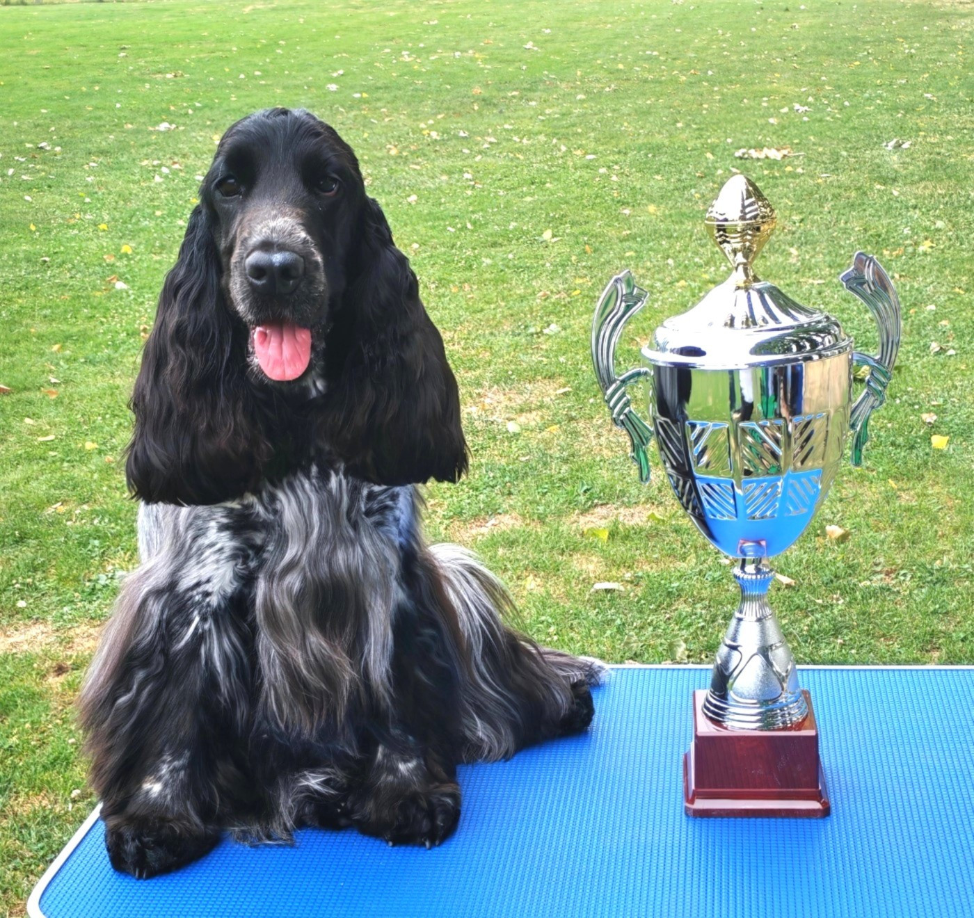 Best in Show jeune pour Iris