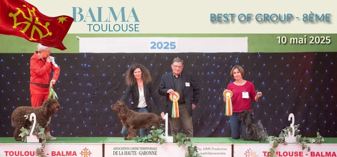 Lily Meilleur vétéan, meilleur de race et 2ème meilleur chien du groupe 8 à Balma