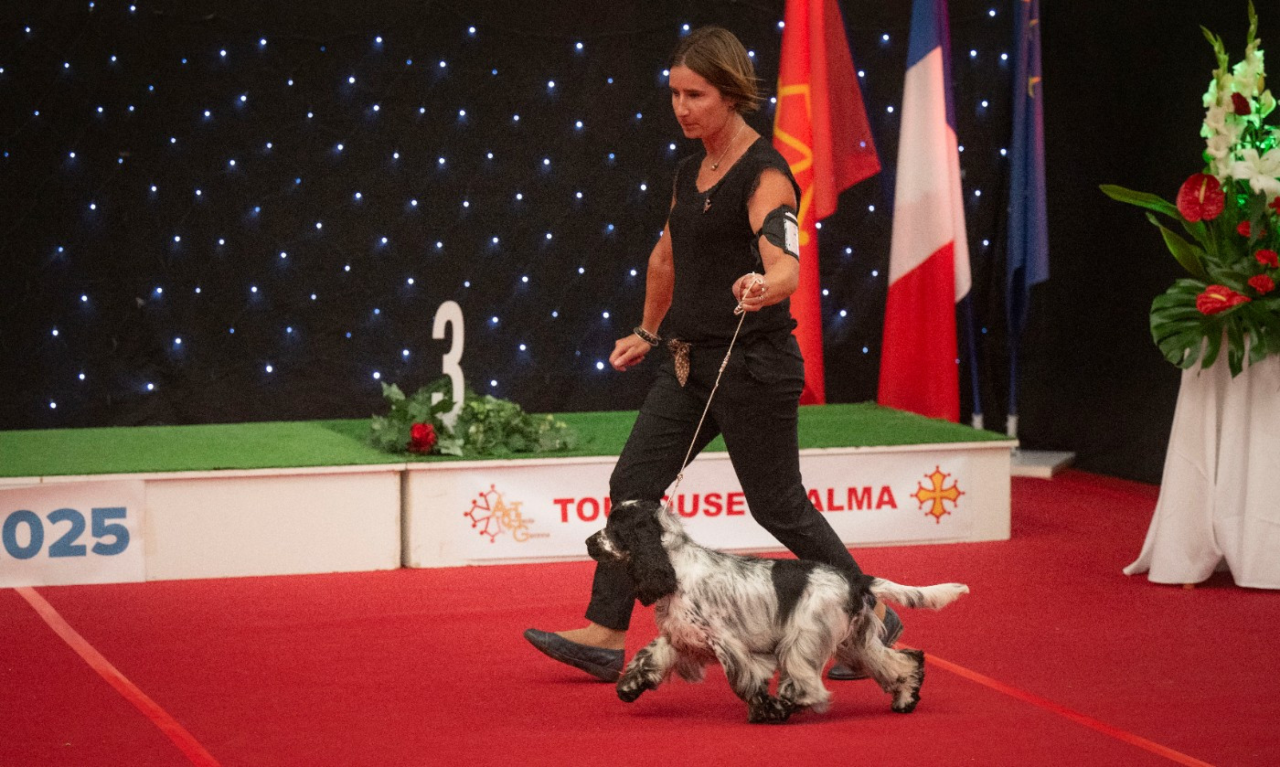 Venezia Best in show Puppy à l'exposition de Toulouse
