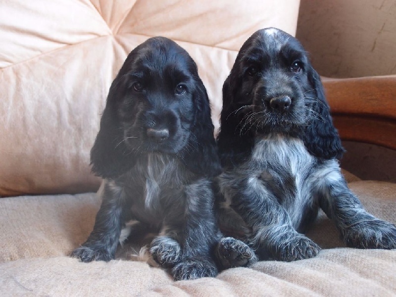De La Lembaz - Cocker Spaniel Anglais - Portée née le 13/09/2016