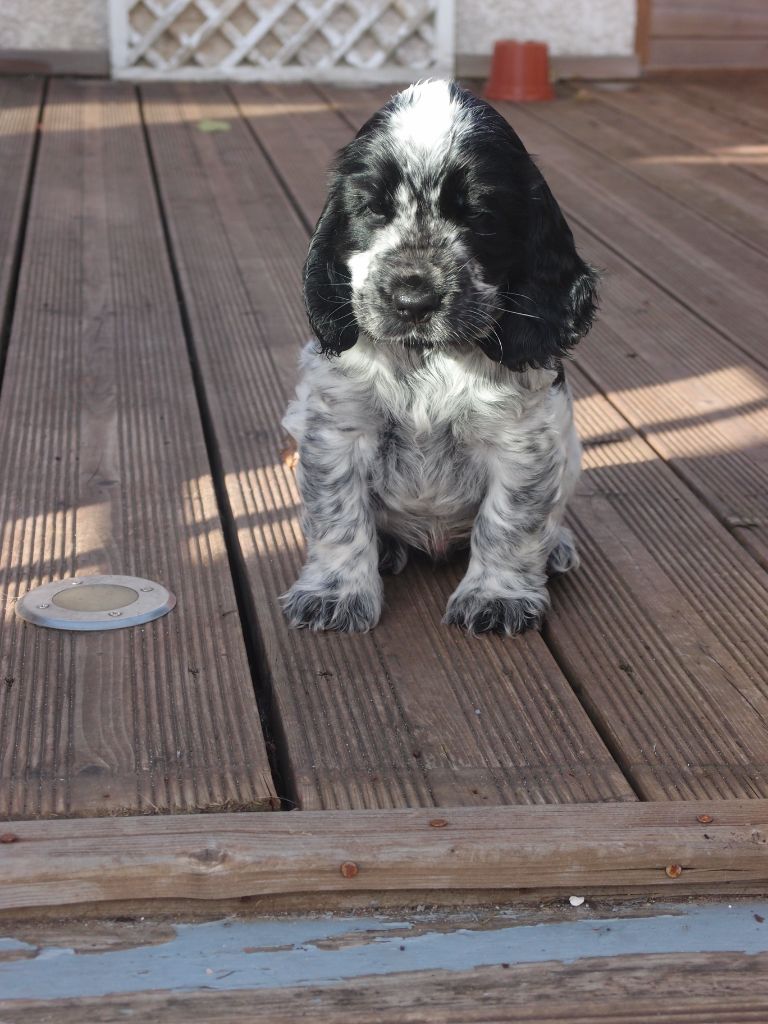 De La Lembaz - Cocker Spaniel Anglais - Portée née le 30/12/2021